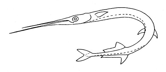 Representative of the family Belonidae (Gosline & Brock, 1960, fig. 47)